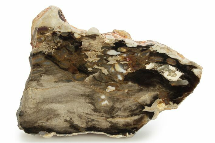 Petrified Peanut Wood Slab - Australia #255791